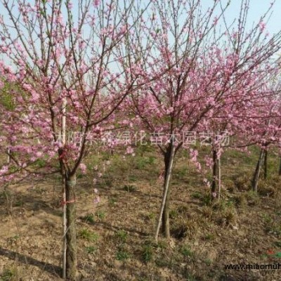 售紅王子錦帶、豐花月季、迎春、枸杞、爬地柏、連翹