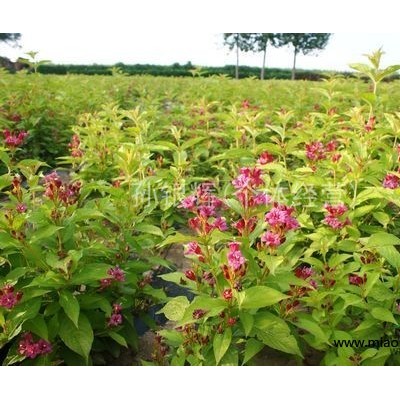 大花月季 豐花月季 藤本月季 薔薇 紅帽 四季玫瑰