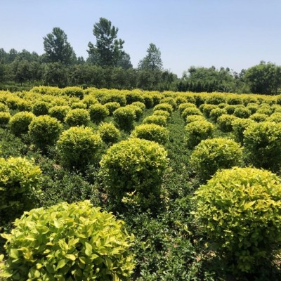 供應(yīng)先花后葉植物連翹苗 黃老虎 黃金條 多個(gè)分枝