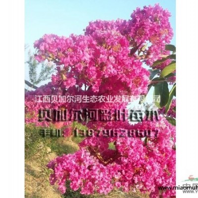 江西供應(yīng)花葉錦帶