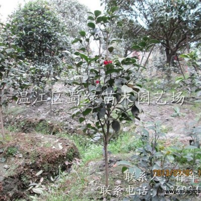 金邊六月雪小苗，成都金邊六月雪小苗供應(yīng)，四川金邊六月雪批發(fā)