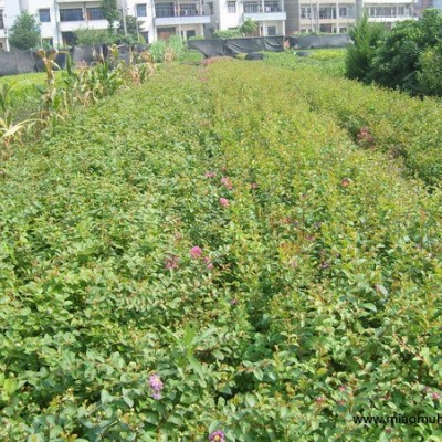 闊葉十大功勞、六月雪、亮葉忍冬、木繡球、繡線菊、酢漿草