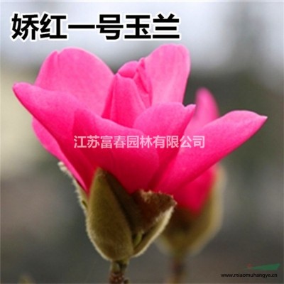 苗圃供應(yīng) 麻葉繡球花 當(dāng)年開花 花園庭院多年生盆栽地栽苗 麻葉木繡球花苗 根系好易成活 歡迎選購