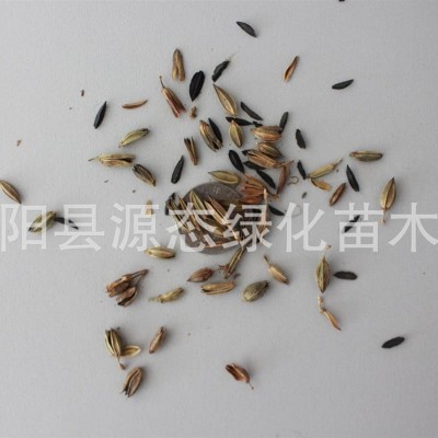 麻葉繡球，別名：麻葉繡線菊，麻葉繡球基地，江蘇沭陽(yáng)麻葉繡球