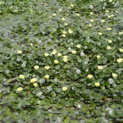 水生木本植物（彩葉杞柳）