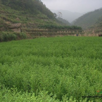 供應(yīng)決明種子 黃花決明種子價格 傘房決明種子價格