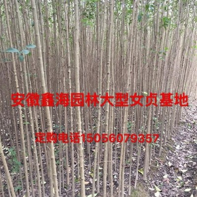 常年低價供應(yīng)紫荊 香樟 三角楓 烏桕 樸樹 無患子 桂花