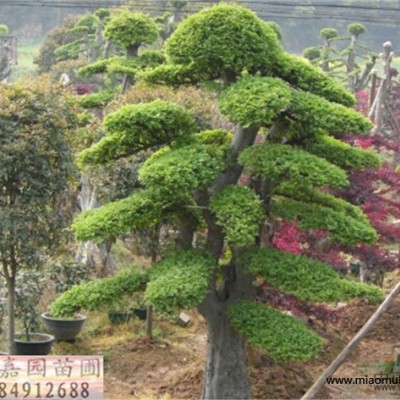 湖南花灌木紫荊新報(bào)價(jià)/花灌木紫荊圖片