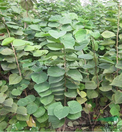 紫荊樹(shù) 紫荊小苗 紫荊苗