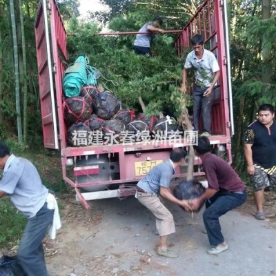 福建羅漢松球，大量供應(yīng)羅漢松60球，羅漢松80，1米球形價(jià)格