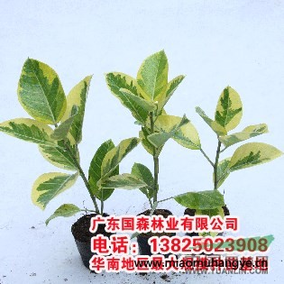 廣西宮粉紫荊_彎葉樹(shù)_素心花_洋紫荊 _宮粉紫荊