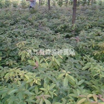 供應(yīng)楊梅球p250  楊梅球p250  楊梅球p250廠家