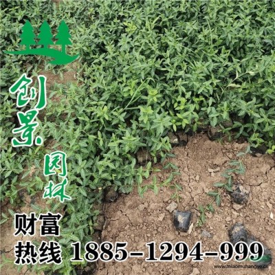 金邊黃楊球  種植基地_品種好_價(jià)格低 金邊黃楊球規(guī)格