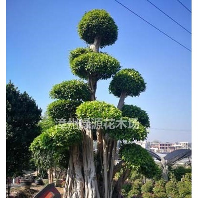 福建漳州造型三角梅樁景{多色三角梅盆景}造型小葉榕價(jià)格