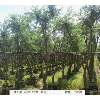 大量供應唐棕、紫薇、蘭花楹等綠化苗木