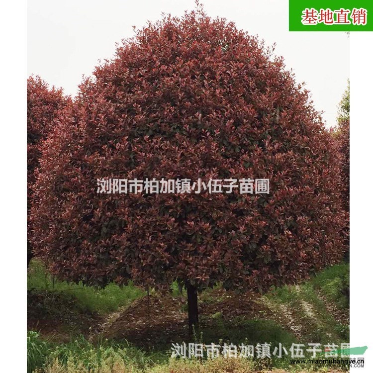 紅葉石楠球 80至120公分 綠化工程 直銷紅葉石楠苗 基地