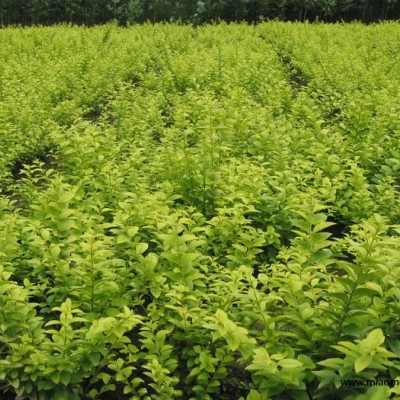 萬壽菊、矮牽牛、紅花酢漿草