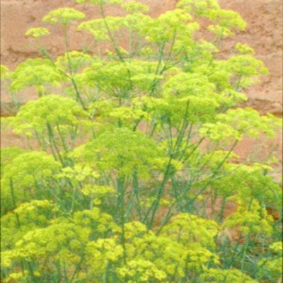 大量供應(yīng)腫柄菊、紫茉莉、醉蝶花、雛菊等野花組合種子