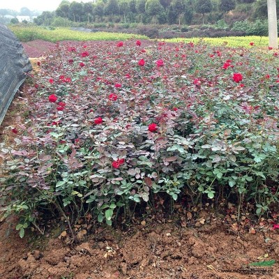 供應(yīng)一大批麥冬、金邊麥冬、紅花蔥蘭、白花蔥蘭、石竹