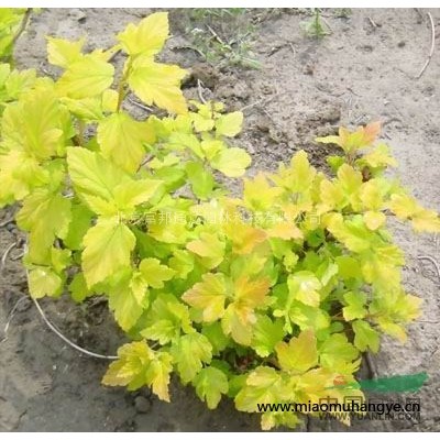 大量供應(yīng)二月蘭、飛燕草、風(fēng)鈴草、蜂室花等野花組合種子