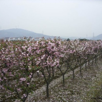 花葉蔓長(zhǎng)春花