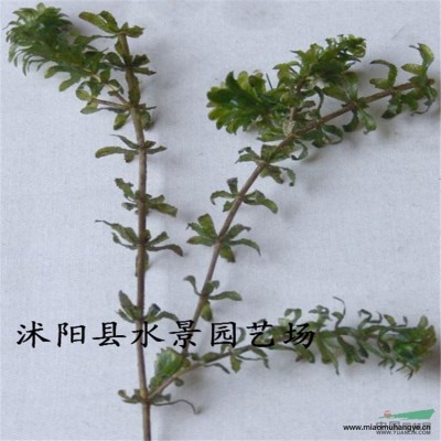 垂盆草  垂盆草價(jià)格