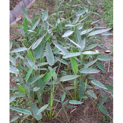 雨久花、茵草、火炬花