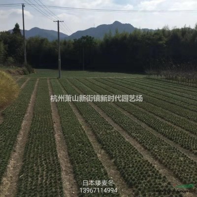 浙江花葉虎耳草120雙色杯哪里好/哪家便宜