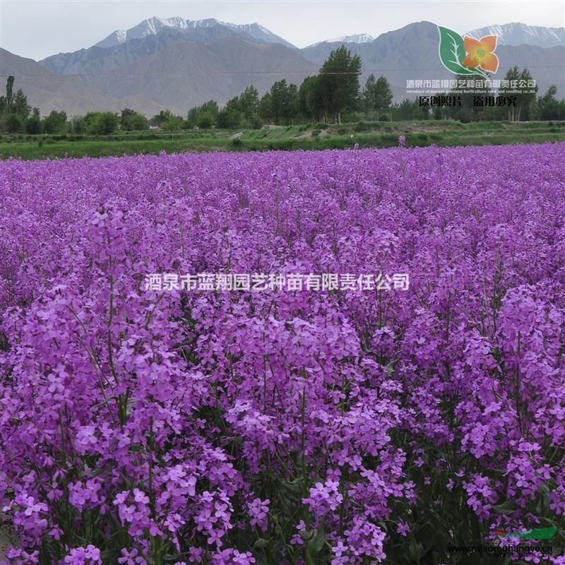 廠家直銷 藍香芥 毛地黃 火炬花 各種花卉種子批發(fā)