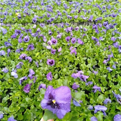 瓜葉菊價格 13杯瓜葉菊苗圃基地 杯苗批量出售 處理價