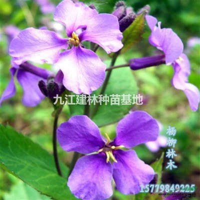 金雞菊種子批發(fā)  各種花卉種子   一手貨源 量大價優(yōu)