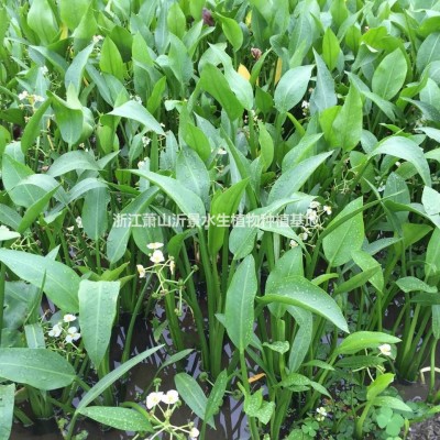 矮生花葉芒，金雞菊，荷蘭菊，黑心菊