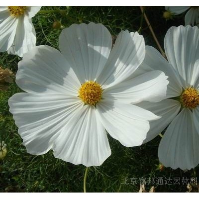 大量供應(yīng)黑心菊、花毛茛、藿香薊、加拿大美女櫻等宿根花種