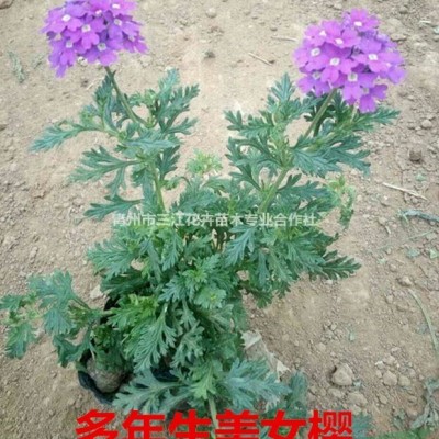 山東大花金雞菊容器苗-大花金雞菊批發(fā)價(jià)格銷(xiāo)售中