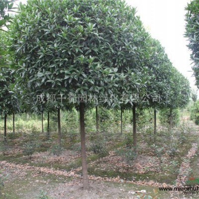 批發(fā)供應(yīng)金魚草 種植基地銷售各種草花 工程草花批量出售