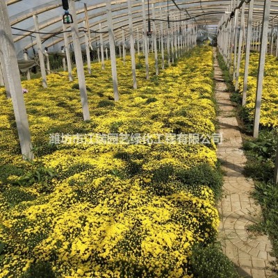 金雞菊大量供應(yīng)，金雞菊基地，金雞菊出售