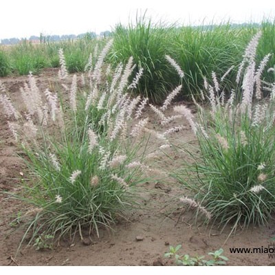 青州孔雀草基地行情|山東孔雀草種植方法|濰坊孔雀草