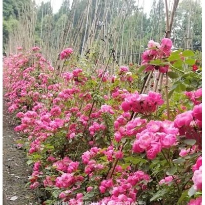 紫葉山桃花（千鳥草）圖片，紫葉千鳥花介紹與價格