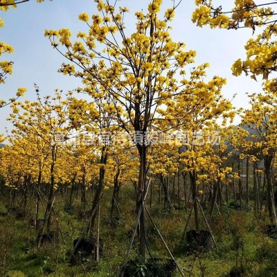 福建美人蕉-美人蕉價格-美人蕉批發(fā)