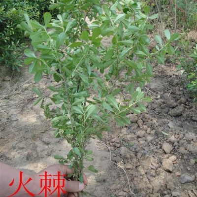 江蘇香薷種子，香薷種苗，別名：水荊芥、臭荊芥、野蘇麻