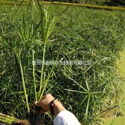 可供海南哪里賣(mài)水生植物再力花，千屈菜，美人蕉，黃菖蒲，蘆葦