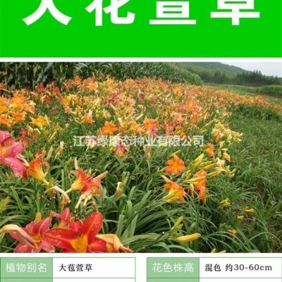 供應(yīng)多年生草花品種     毛地黃種子