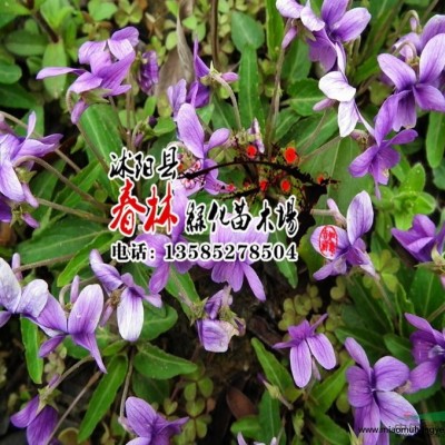 江蘇*千日紅種子 盆栽花種 陽(yáng)臺(tái)庭院觀花種籽 火球花千年紅2元40粒