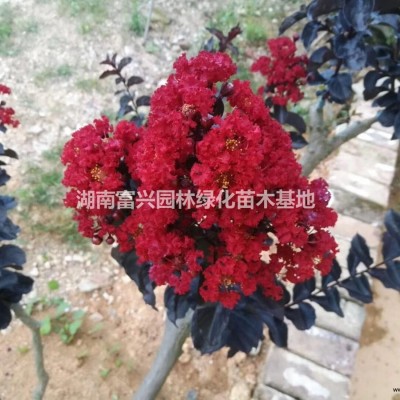 湖南時(shí)令花卉7號(hào)—孔雀草