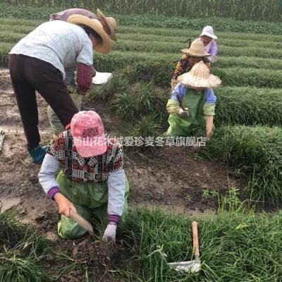 蕭山麥冬草