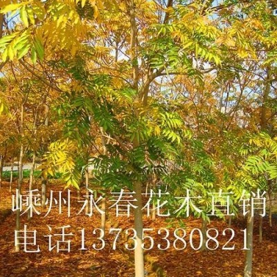 大量提供  3cm-20cm的日本櫻花，四季紅紅楓小價格優(yōu)惠