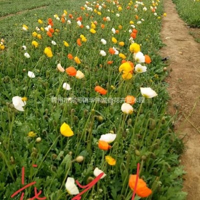 耬斗菜價格耬斗菜種植基地價格耬斗菜種子