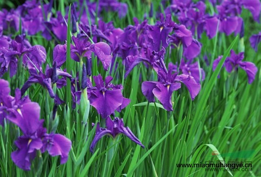 萱草花|石竹花|馬藺花|鳶尾花|河北供應(yīng)廠家