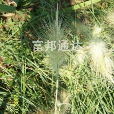 大量供應(yīng)神香草、蓍草、石竹、蜀葵等宿根花種