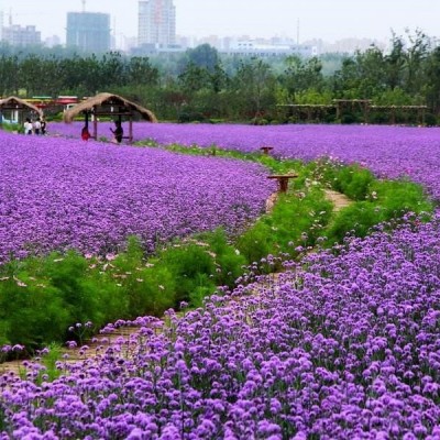 宿根福祿考山東青州河北生產(chǎn)商家金雞菊基地